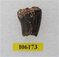 藏品(老虎牙根)的圖片